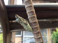 さなぎ