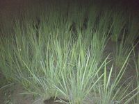 稲の姿(夜)