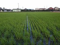 田んぼの鷺