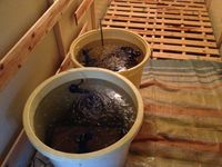 浸種中・・3回目の水交換