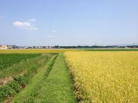 稲の登熟