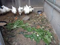 烏骨鶏の初卵