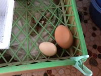 烏骨鶏の卵と普通の卵の比較