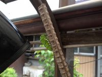 モンシロチョウの幼虫?
