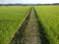 畦草刈