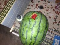 烏によるスイカの被害