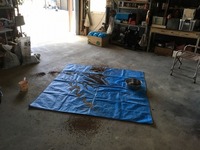 IMG_2537.jpg