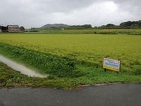 排水路も大変になってます